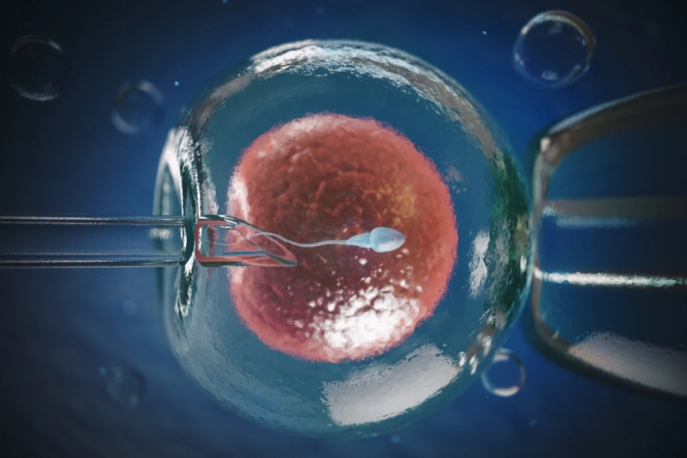 Human egg being fertilized with sperm during IVF treatment